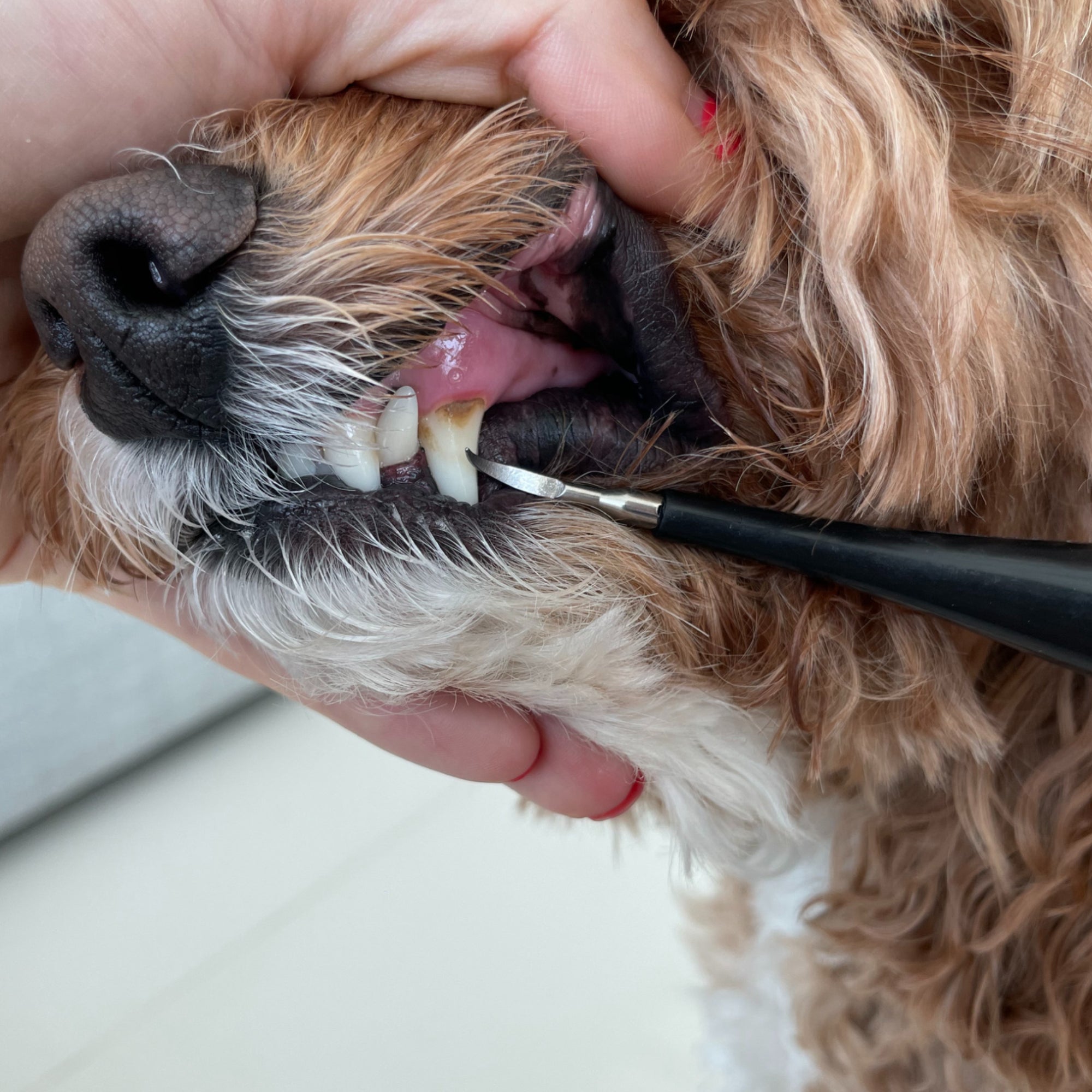 PetDental Kit™ - Tandsteenverwijderaar voor honden